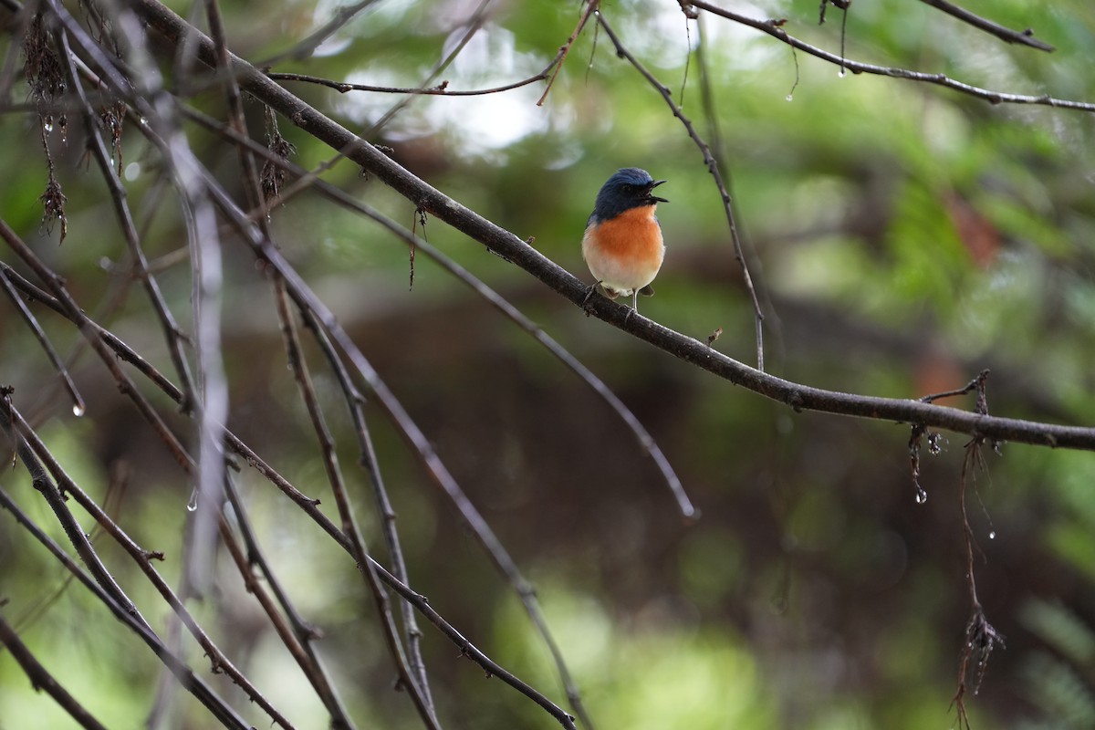 Tickell's Blue Flycatcher - ML620214525