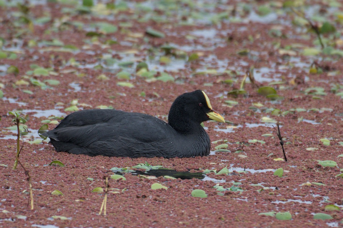 Red-gartered Coot - ML620214529