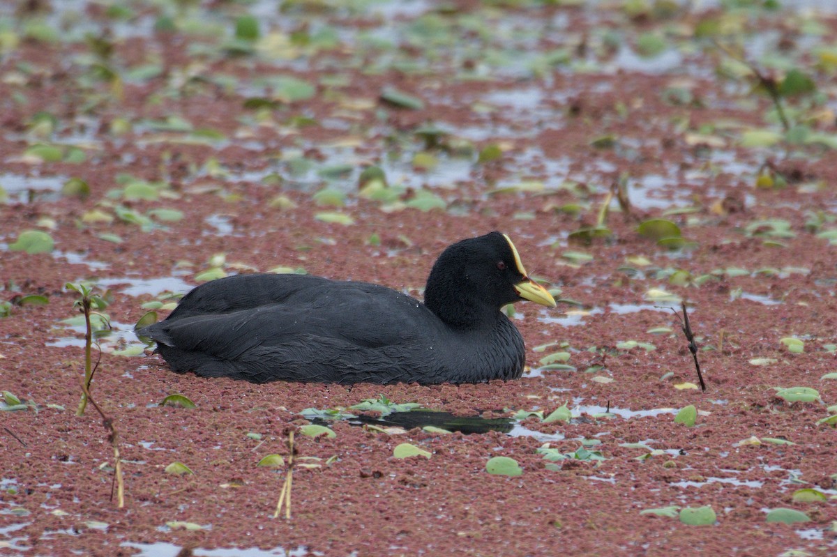 Red-gartered Coot - ML620214530