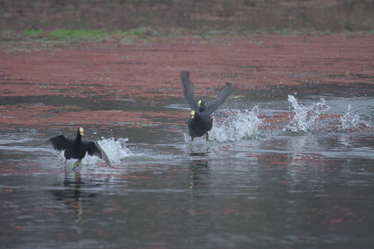 Red-gartered Coot - ML620214531