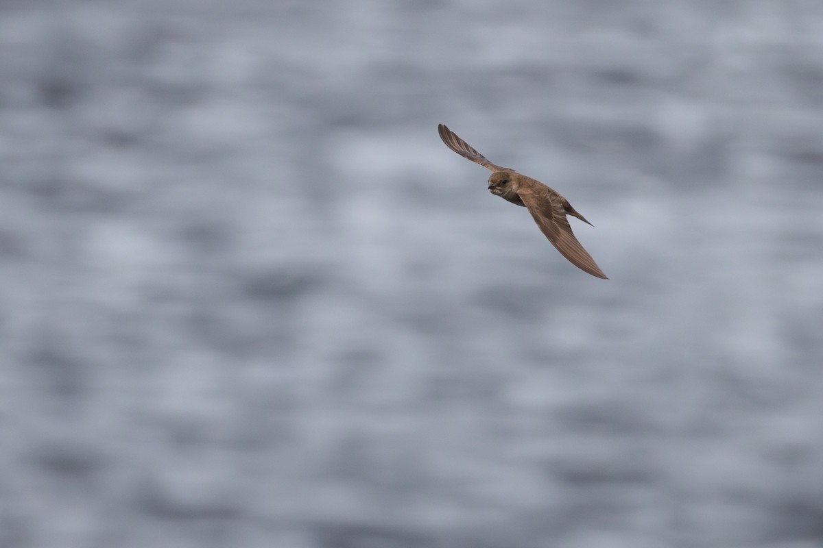 Northern Rough-winged Swallow - ML620214536