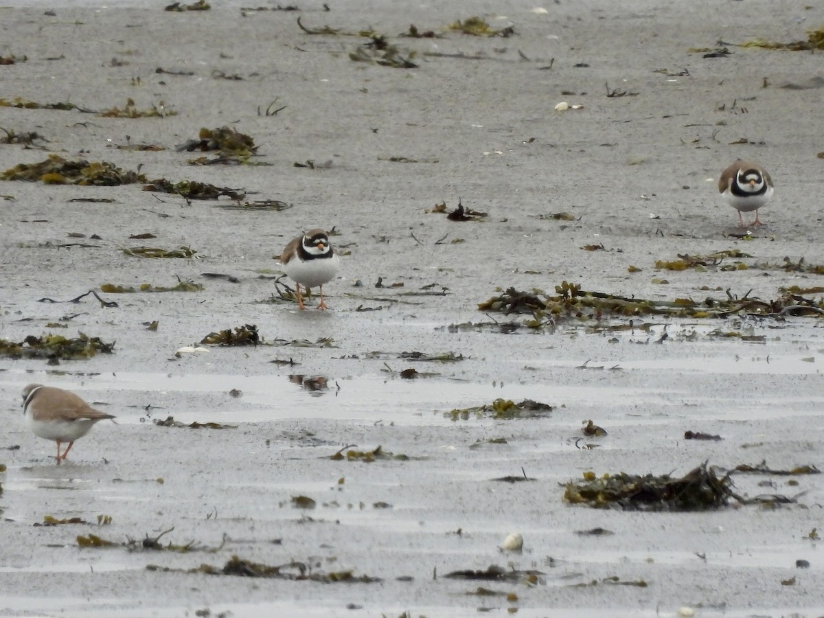 Common Ringed Plover - ML620214537