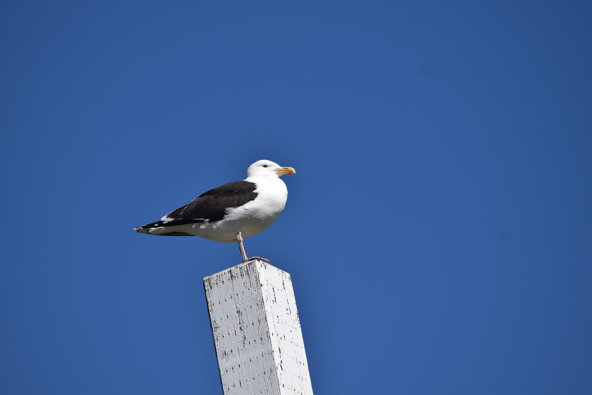 Great Black-backed Gull - ML620214544