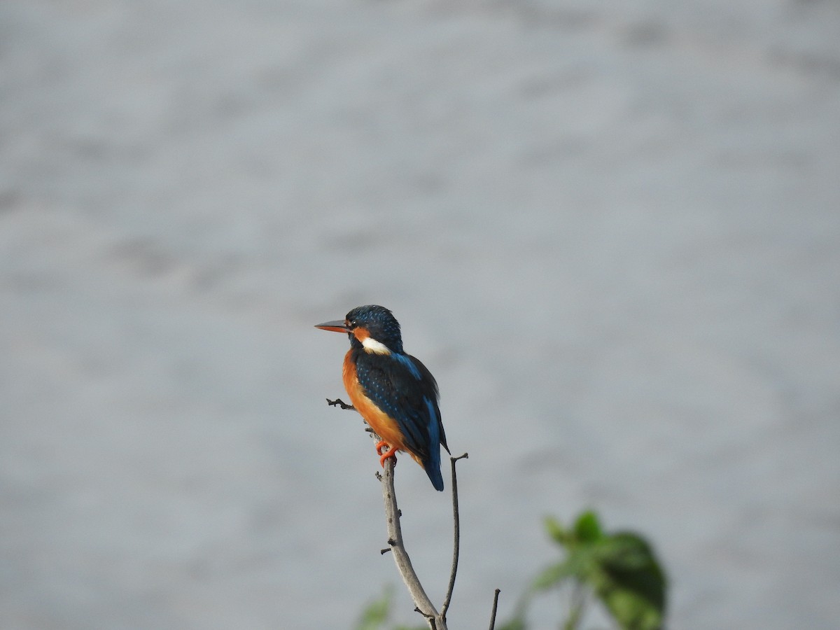 Common Kingfisher - ML620214560