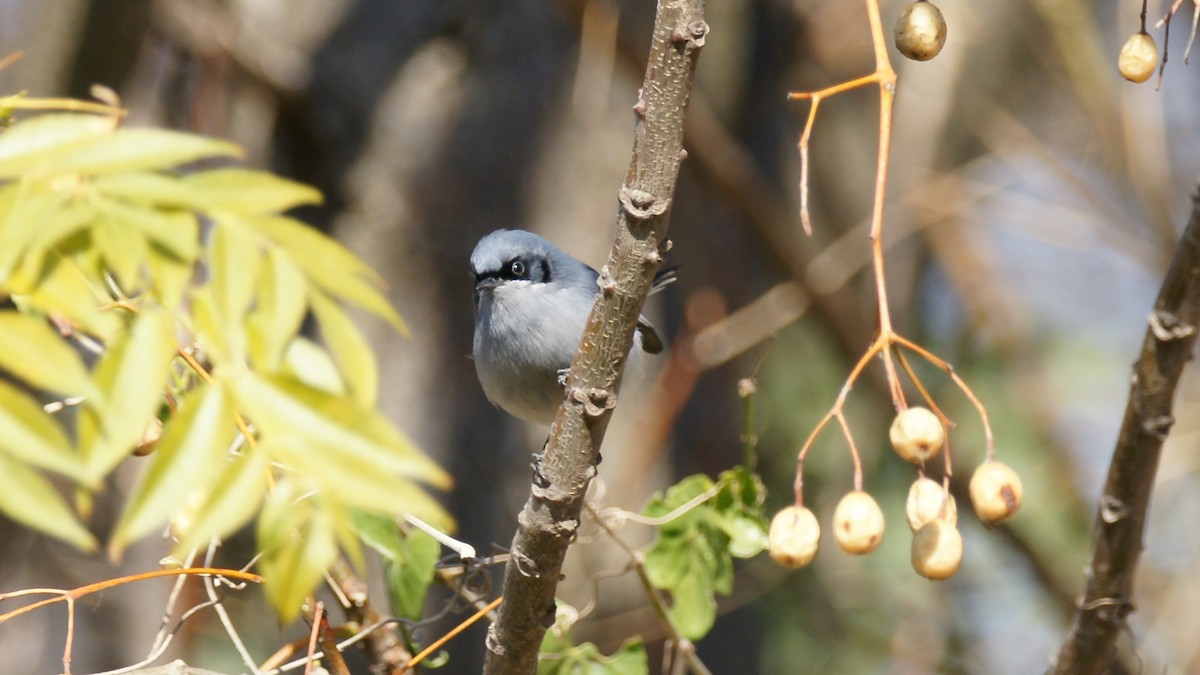 Masked Gnatcatcher - ML620214580