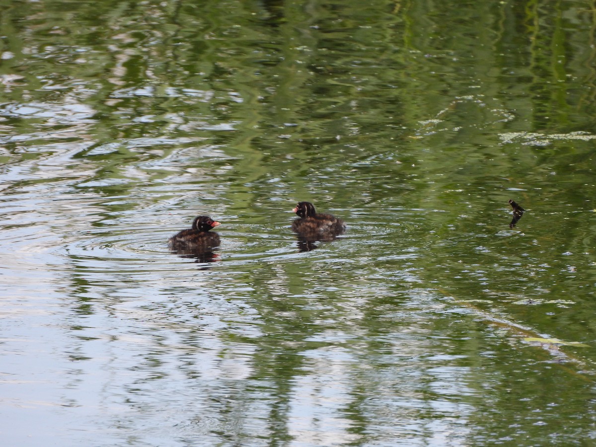 Little Grebe - ML620214583