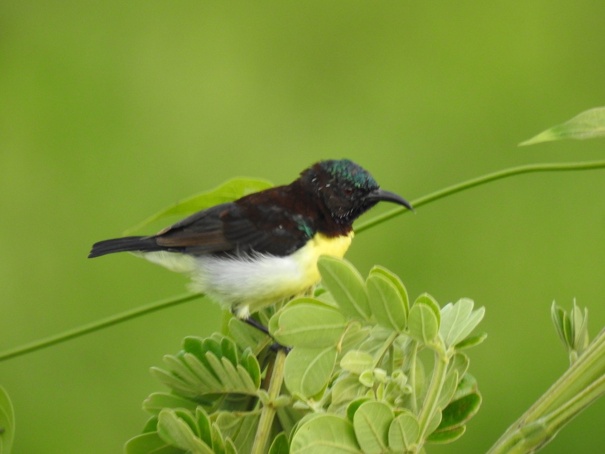 Purple-rumped Sunbird - ML620214585