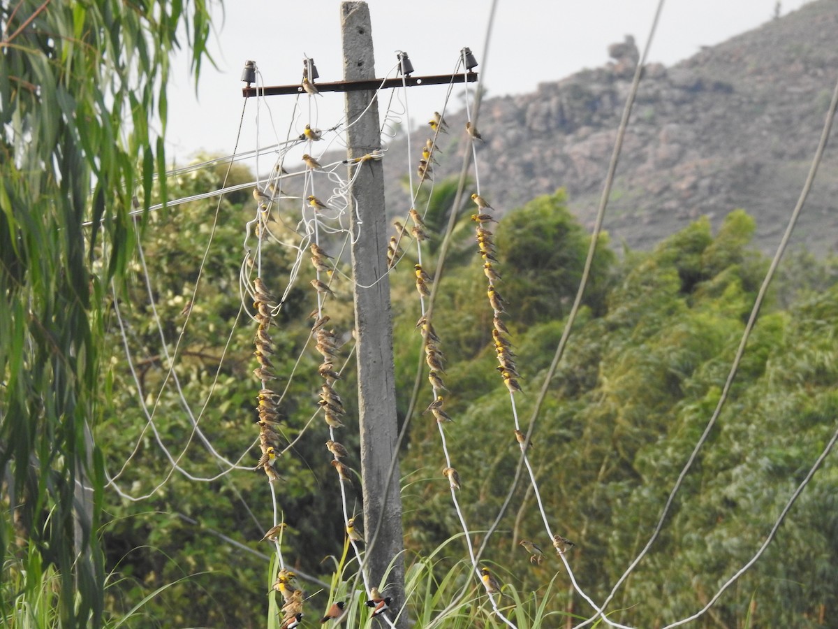 Baya Weaver - ML620214600