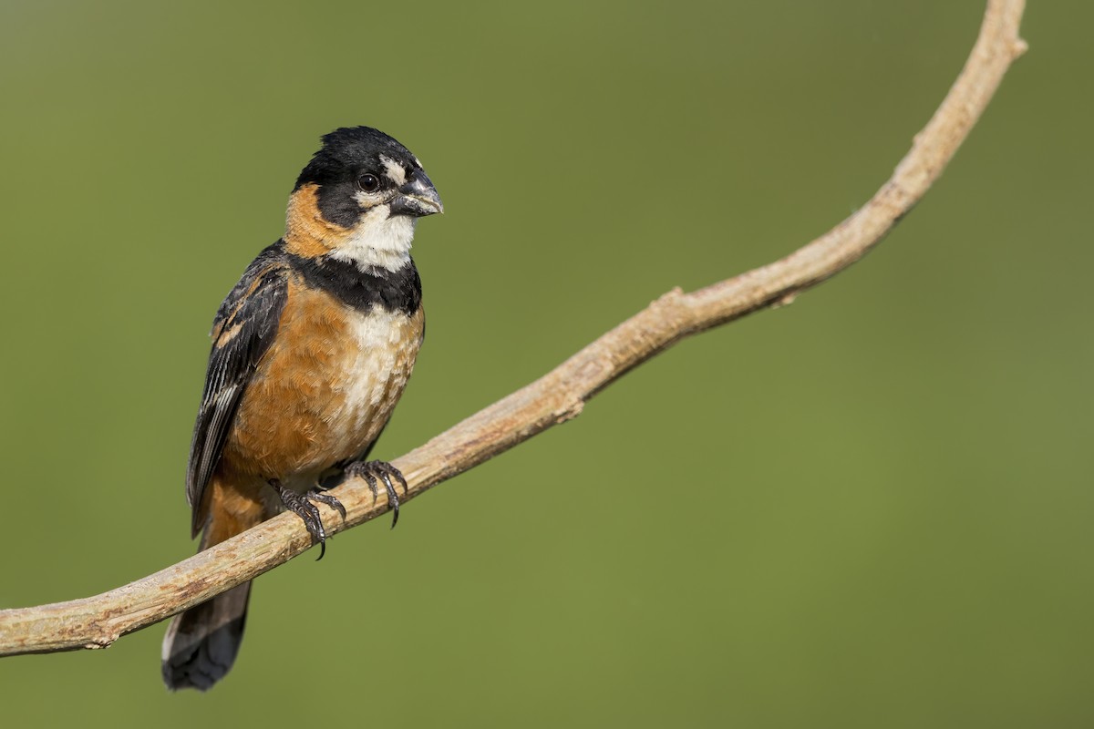Rusty-collared Seedeater - ML620214609