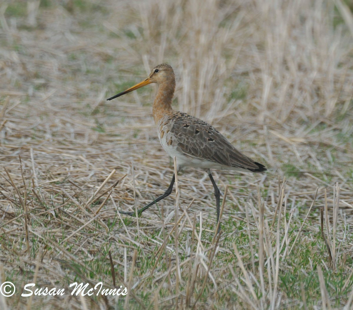 Black-tailed Godwit - ML620214612