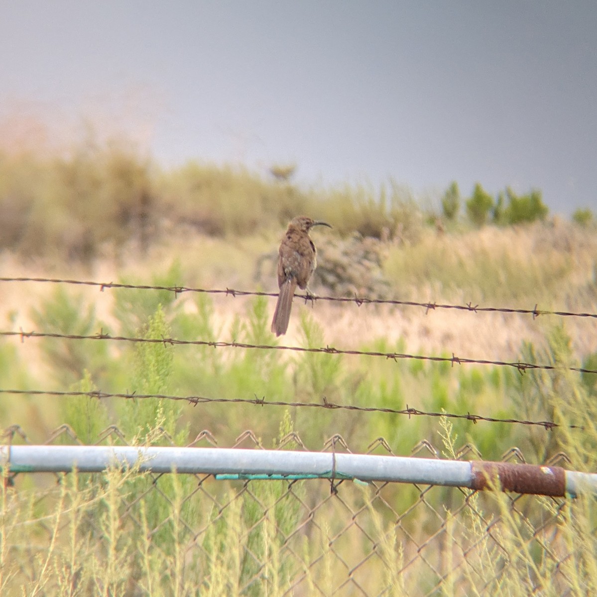 California Thrasher - ML620214614