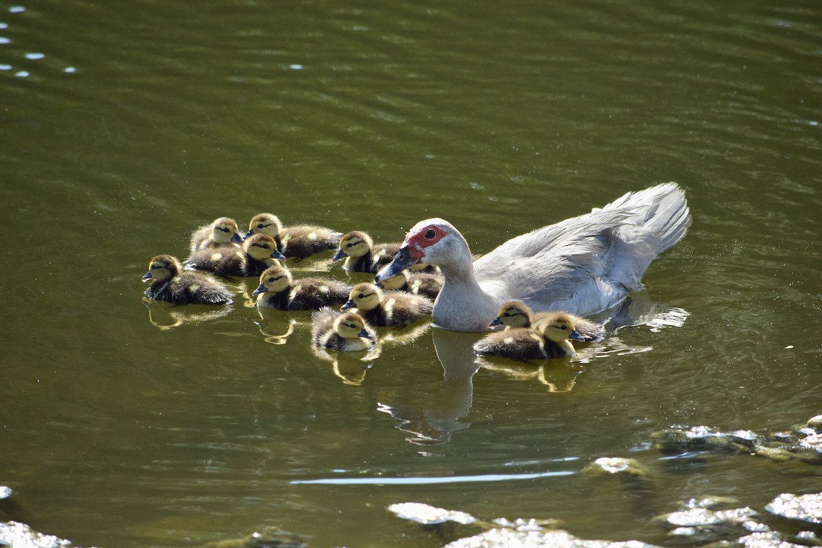 Muscovy Duck (Domestic type) - ML620214634
