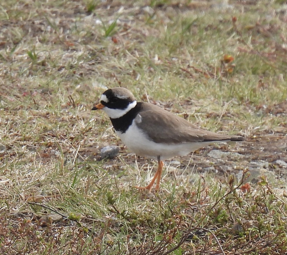 Common Ringed Plover - ML620214649