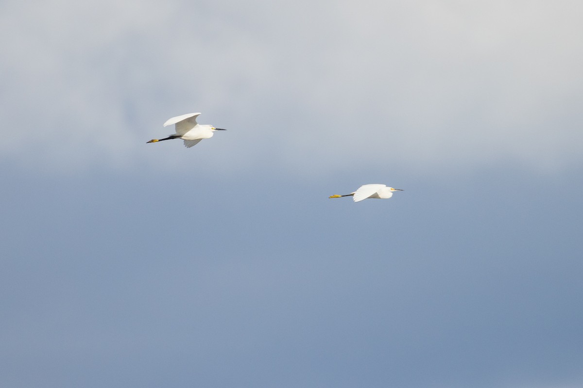 Snowy Egret - ML620214652