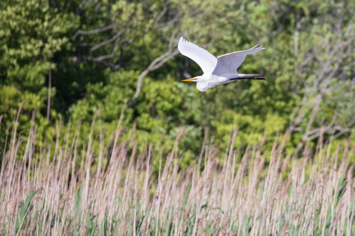 Snowy Egret - ML620214657