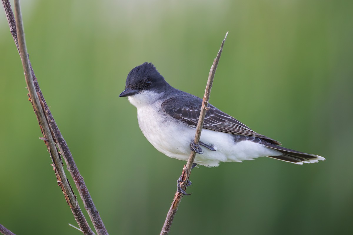 Eastern Kingbird - ML620214664