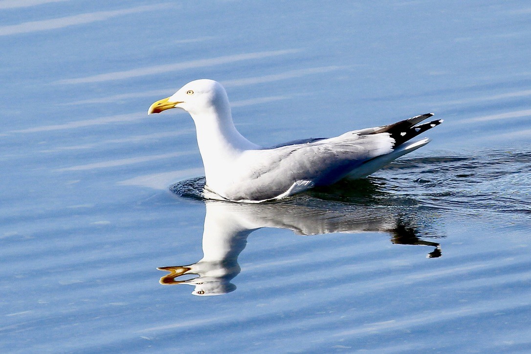 Herring Gull - ML620214672