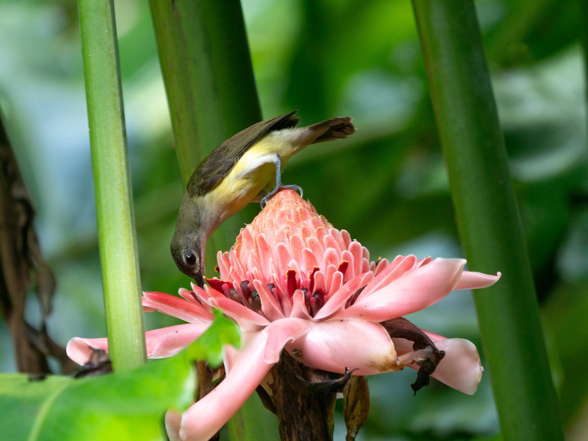 Little Spiderhunter - ML620214675