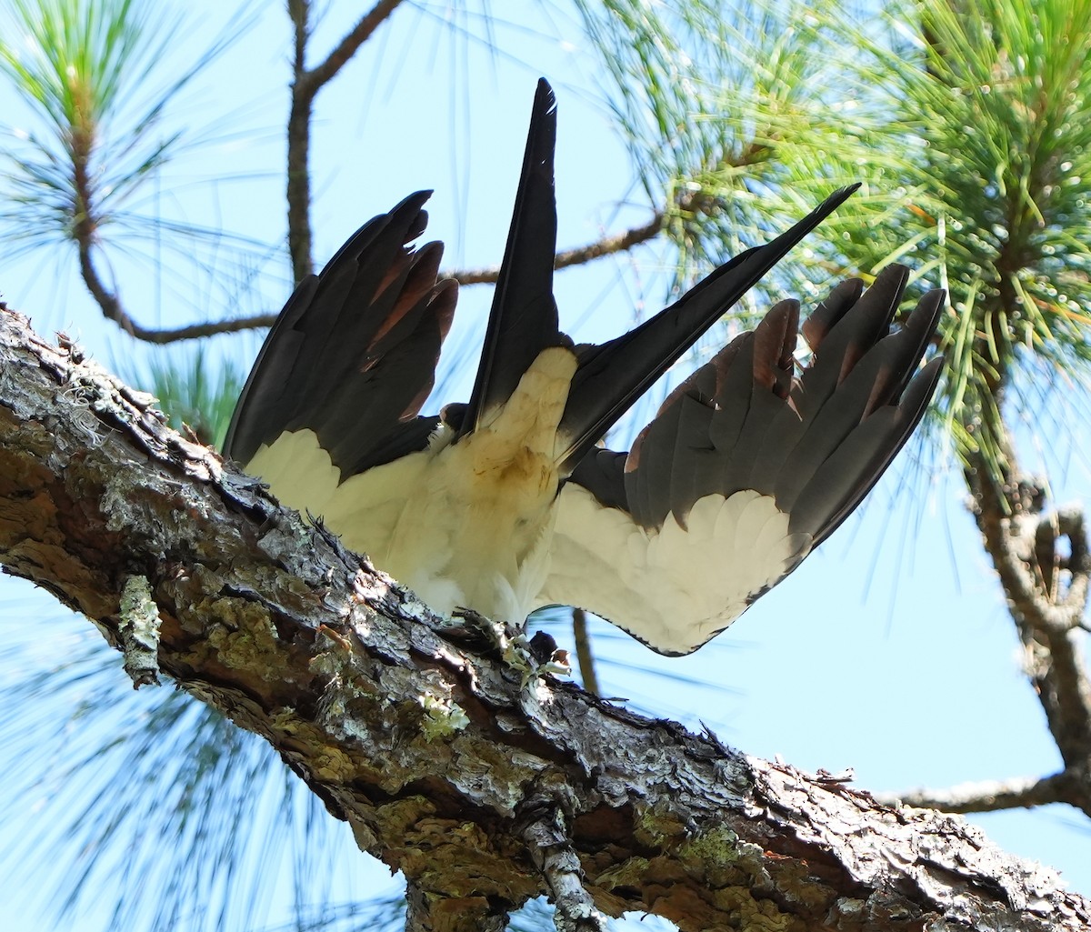 Swallow-tailed Kite - ML620214680