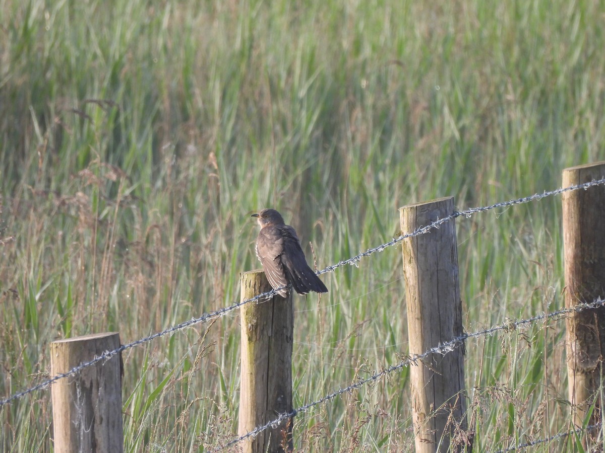 Common Cuckoo - ML620214686