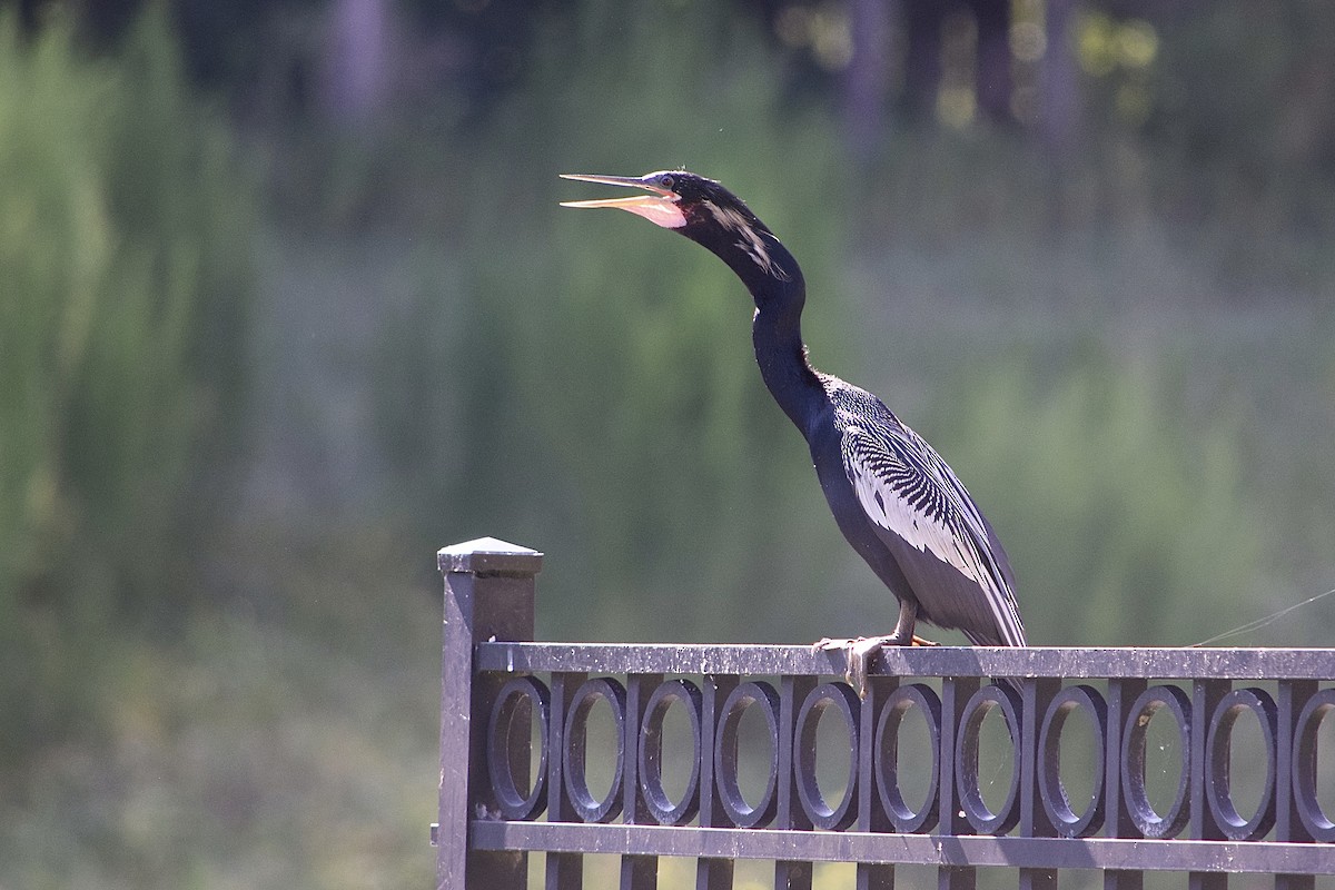 Anhinga - ML620214689