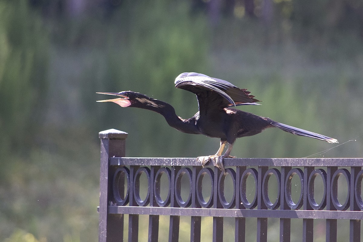 Anhinga - ML620214690