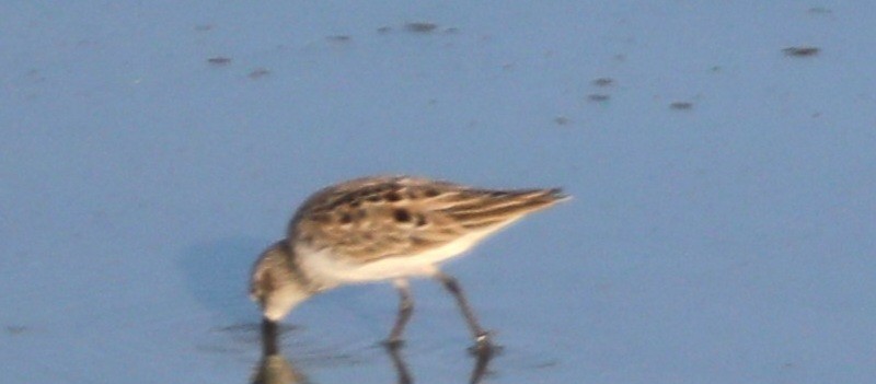 Semipalmated Sandpiper - ML620214691