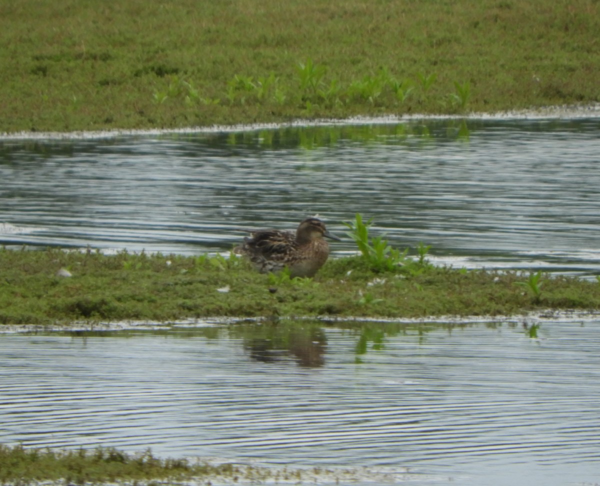 Garganey - ML620214698