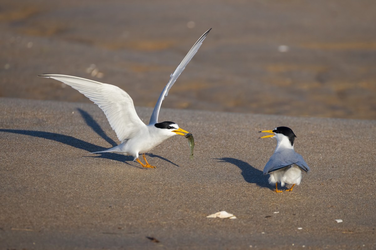 Least Tern - ML620214714