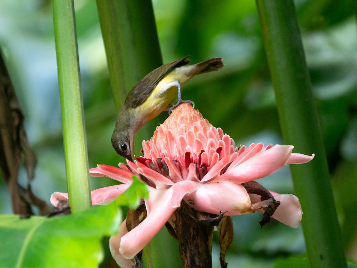 Little Spiderhunter - ML620214722