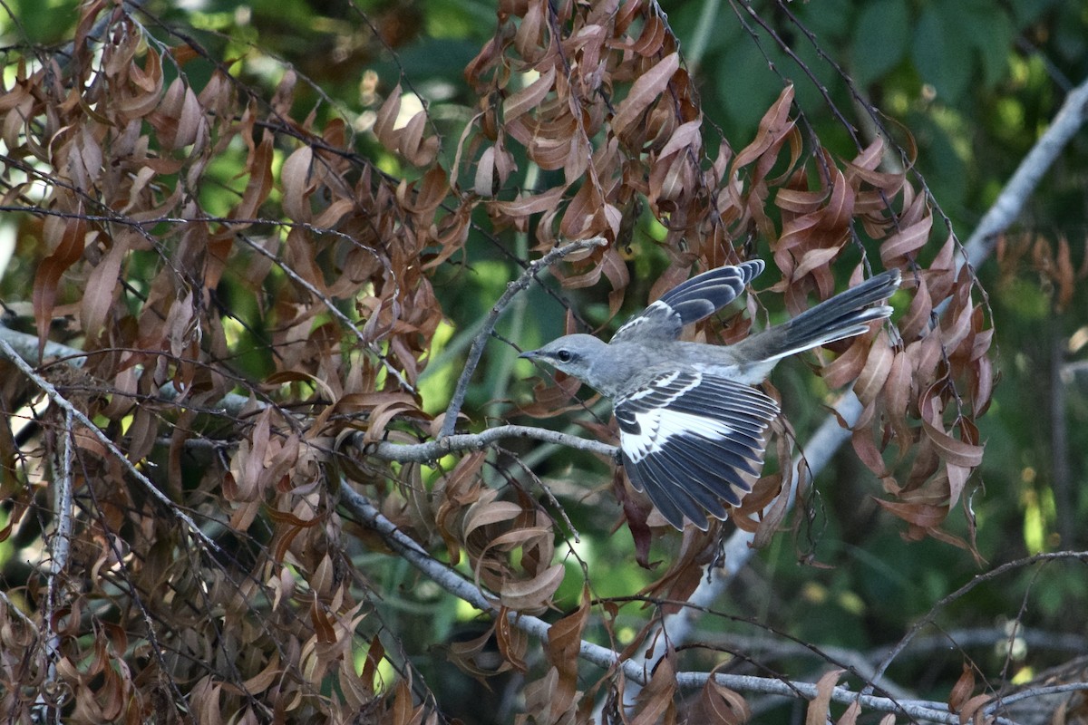 Northern Mockingbird - ML620214725