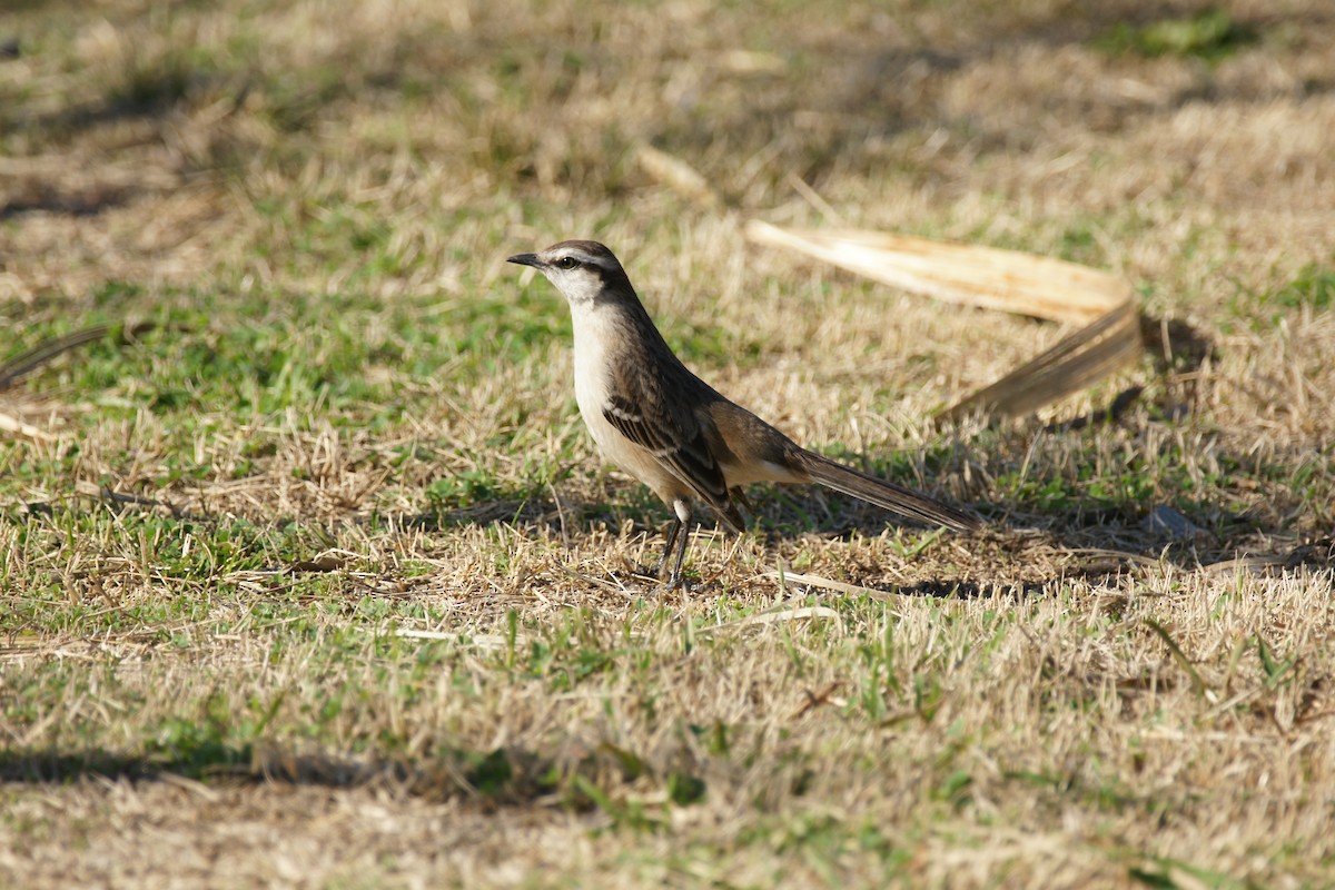 Chalk-browed Mockingbird - ML620214741