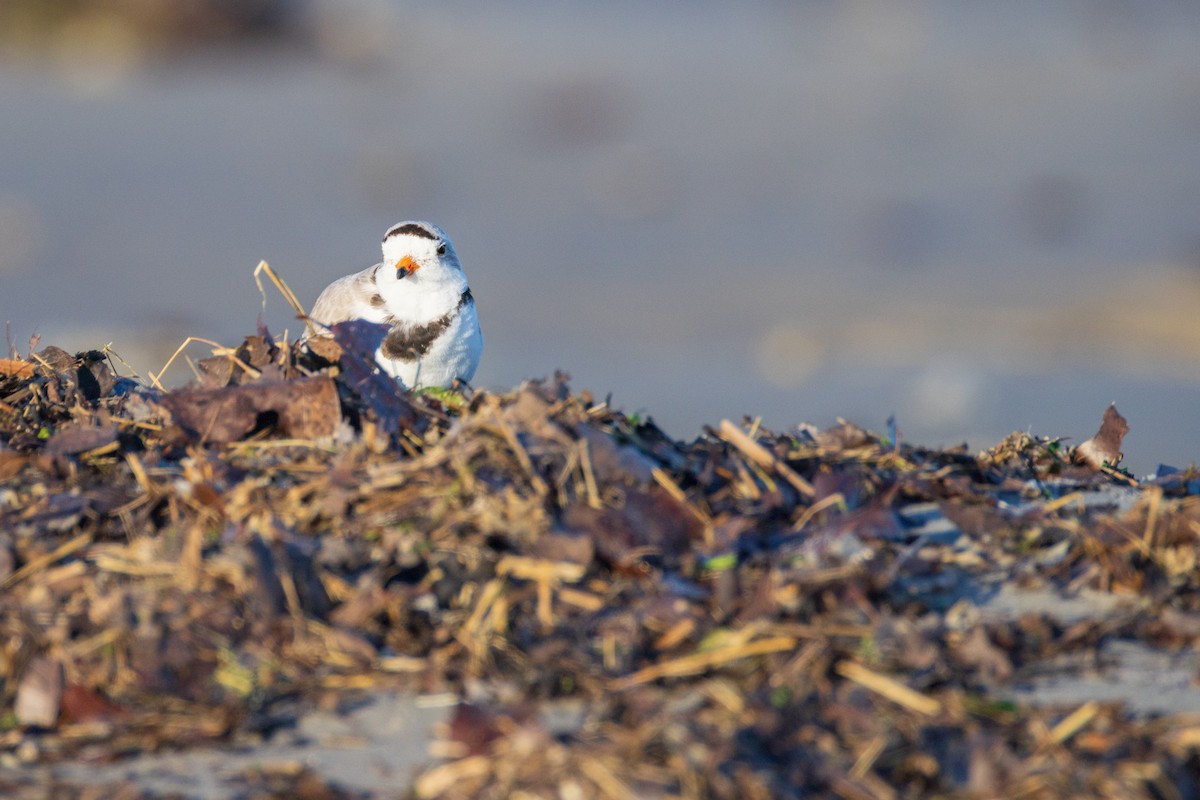 Piping Plover - ML620214743