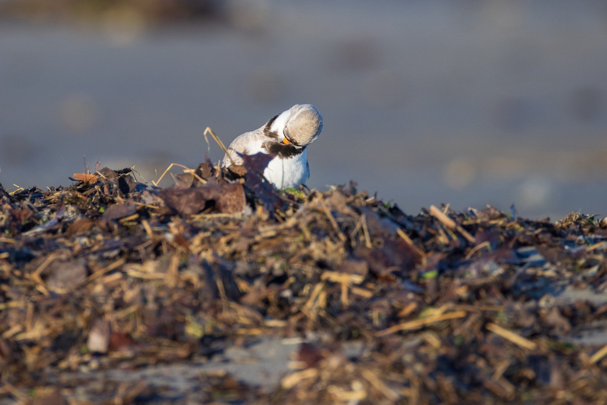 Piping Plover - ML620214744