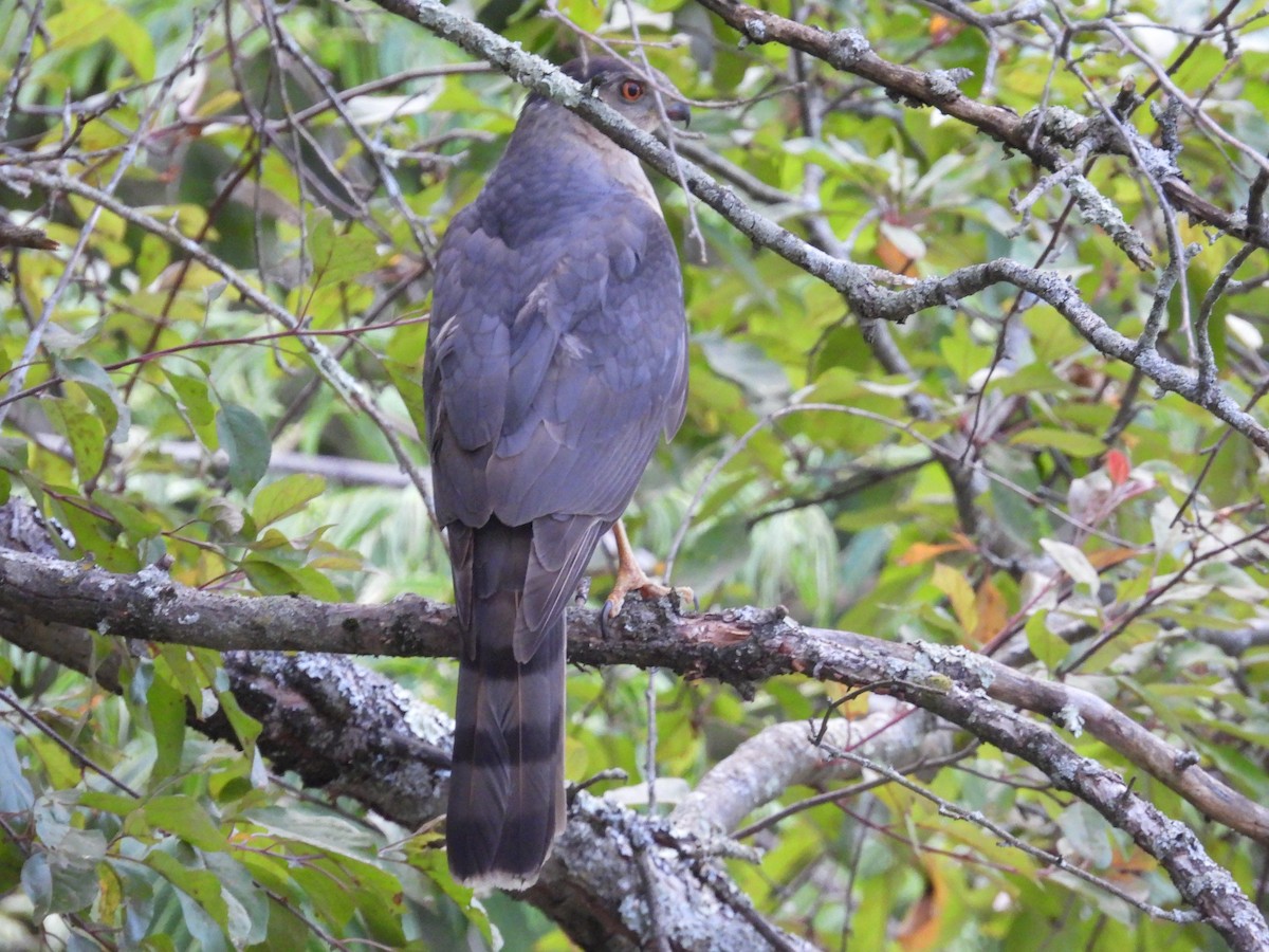 Cooper's Hawk - ML620214767