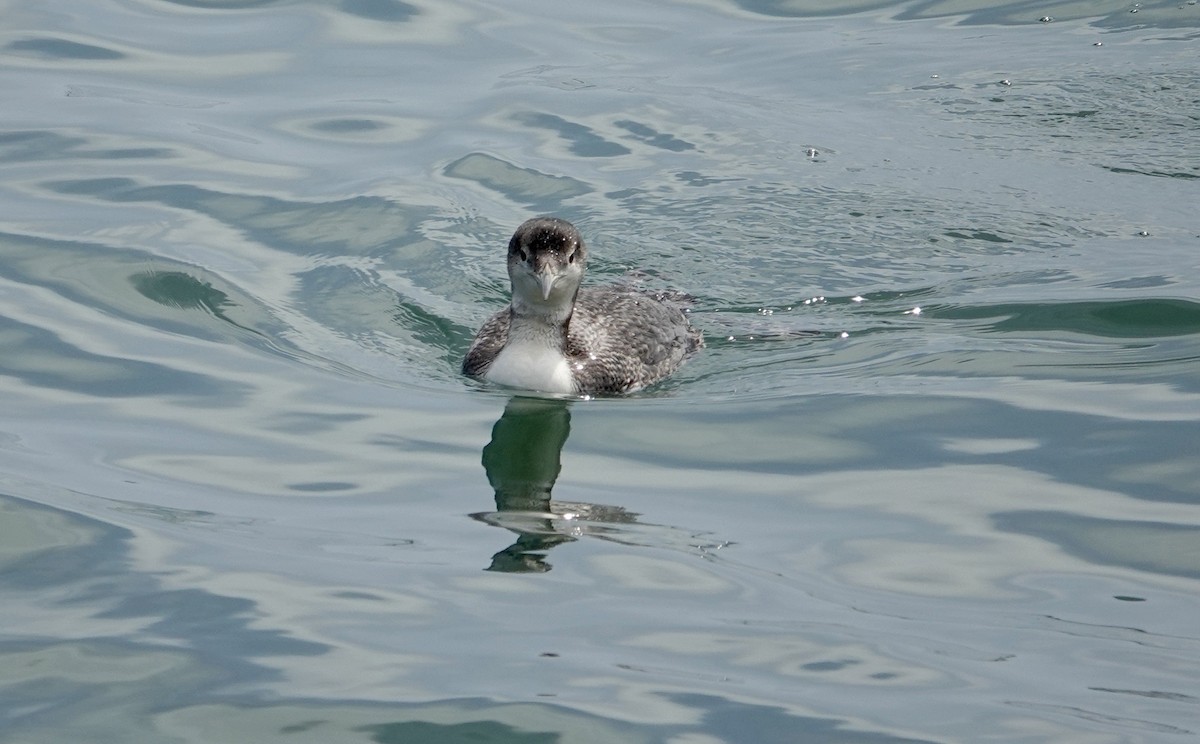 Plongeon huard - ML620214781