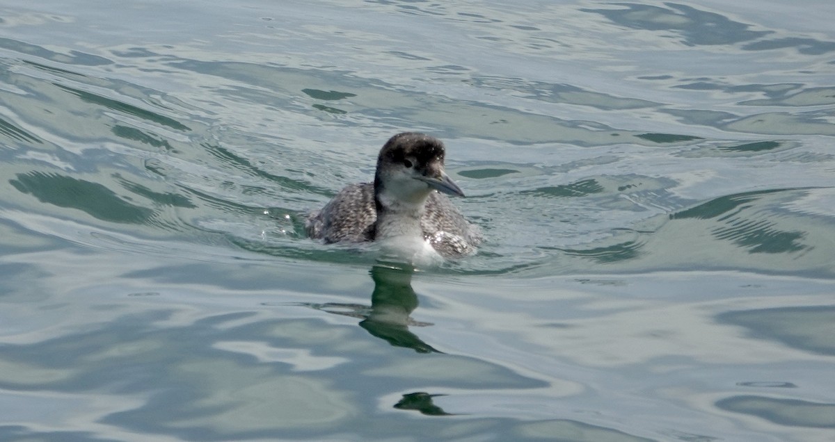 Common Loon - ML620214782