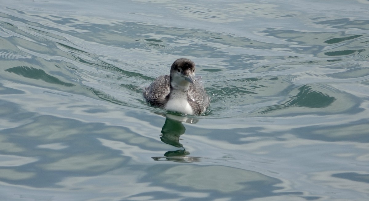 Common Loon - TK Birder