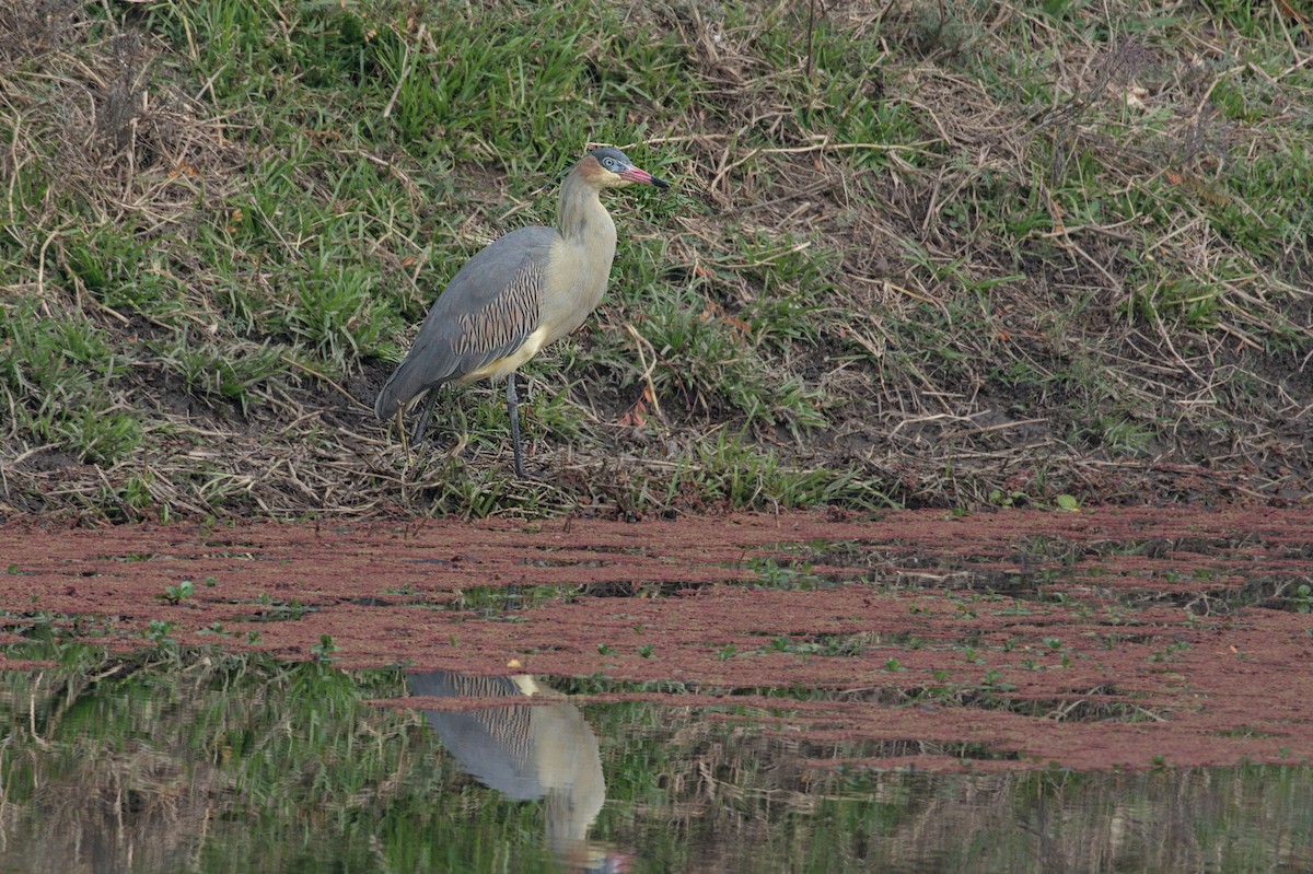 Garza Chiflona - ML620214785