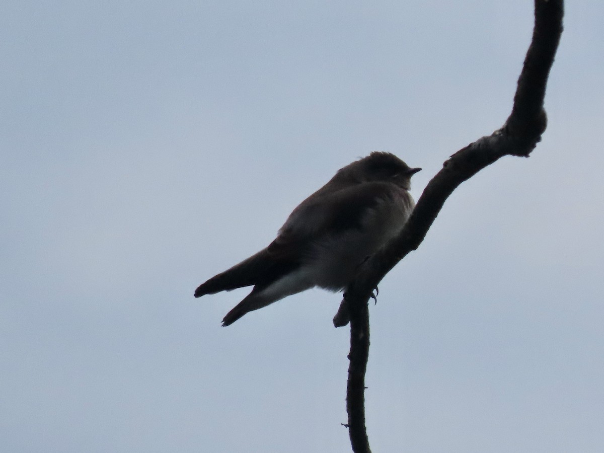 Northern Rough-winged Swallow - ML620214787