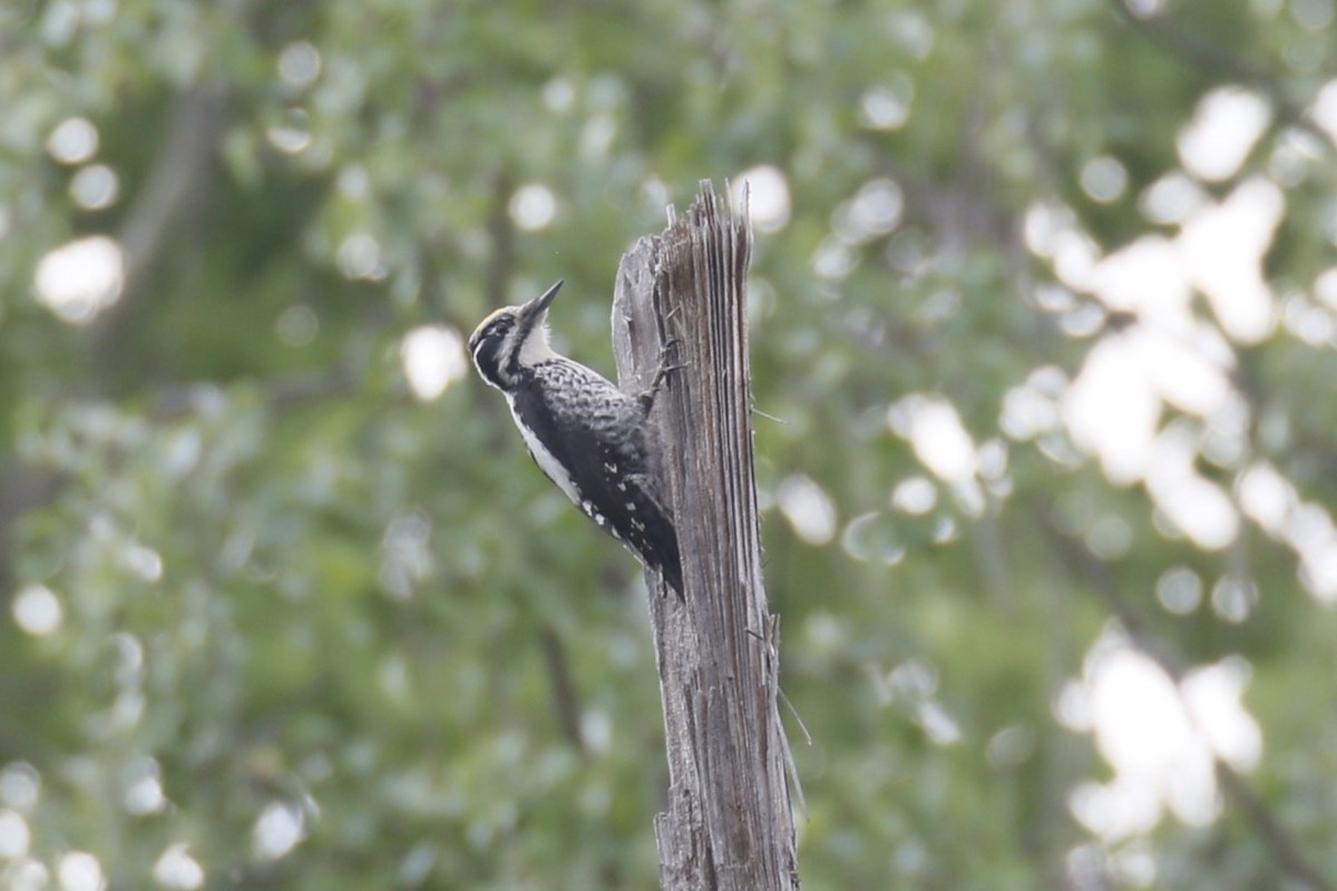 Eurasian Three-toed Woodpecker - ML620214793