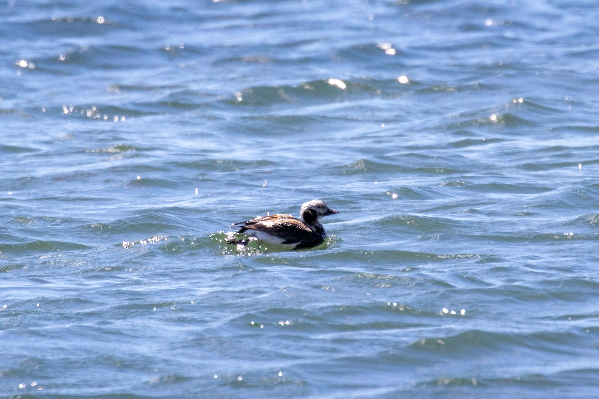 Long-tailed Duck - ML620214794