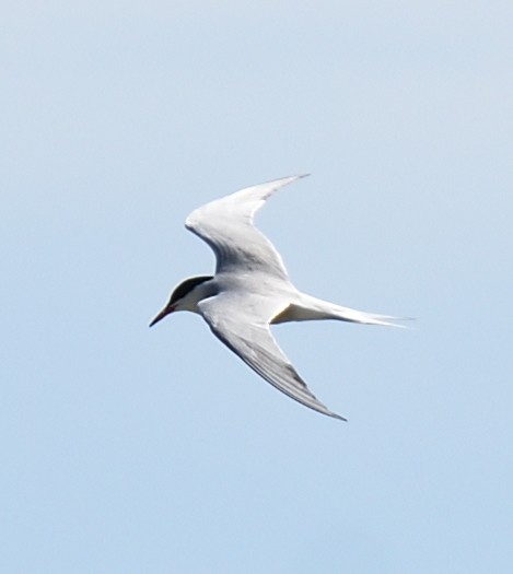 Common Tern - ML620214795