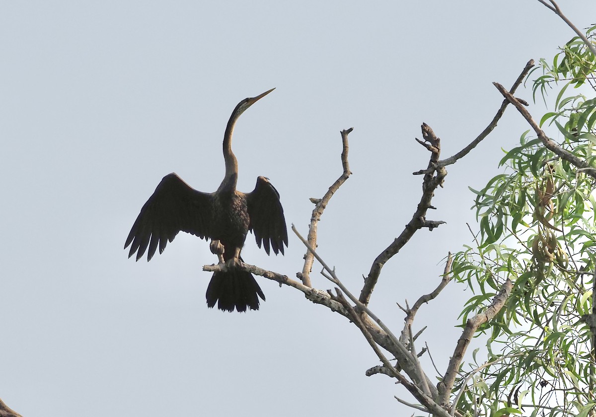 Oriental Darter - ML620214810