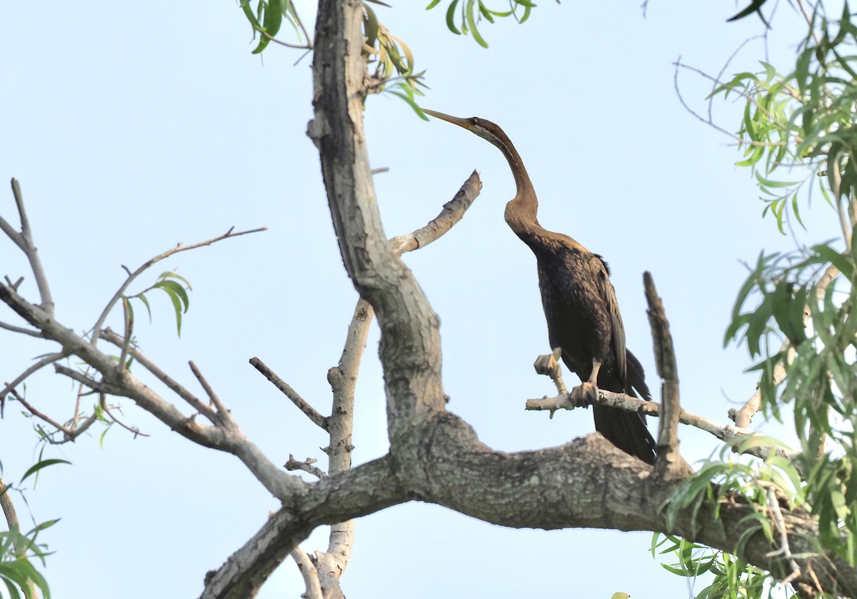 Oriental Darter - ML620214818