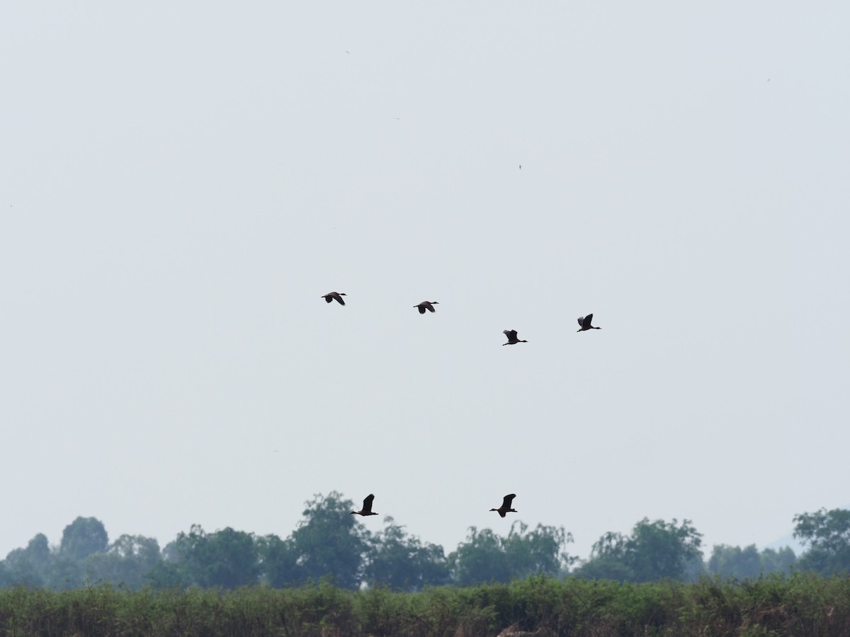 Lesser Whistling-Duck - ML620214824