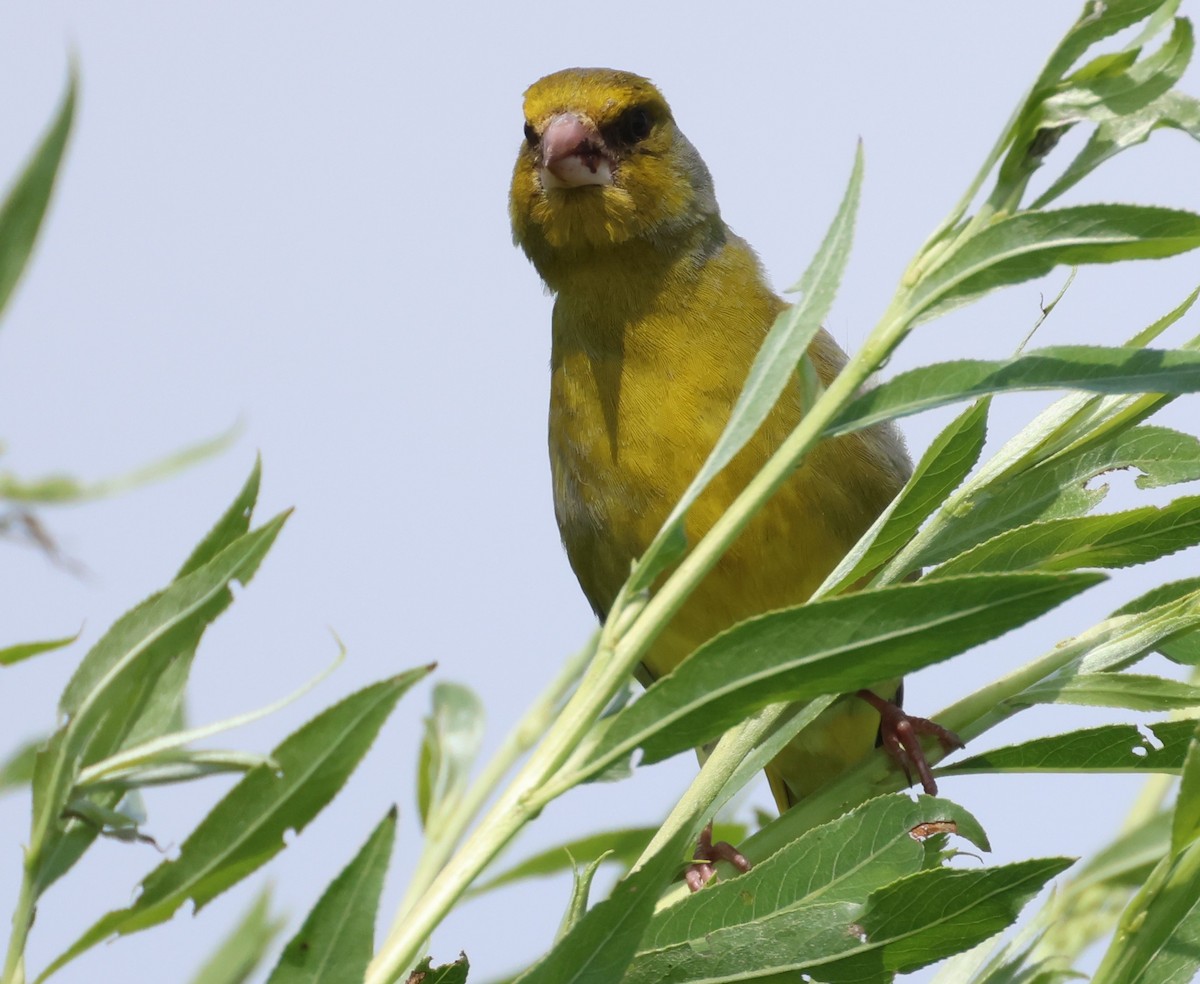 European Greenfinch - ML620214848