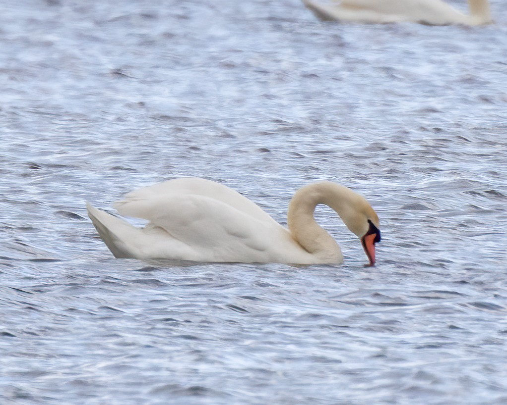 Cygne tuberculé - ML620214865