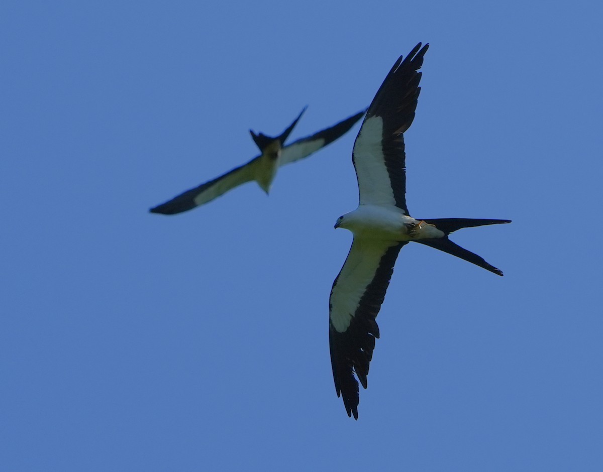 Swallow-tailed Kite - ML620214873