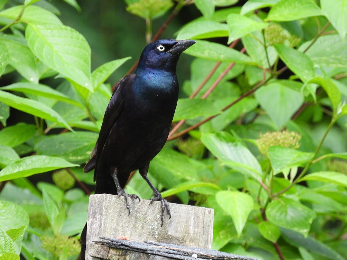 Common Grackle - ML620214876